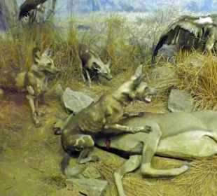 Hyänen verteidigen die Beute