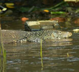 Waran am Bentota Fluß