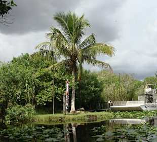 Palme in den Everglades 