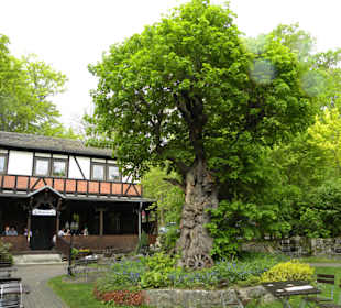 Brauereigasthof Papiermühle, Jena