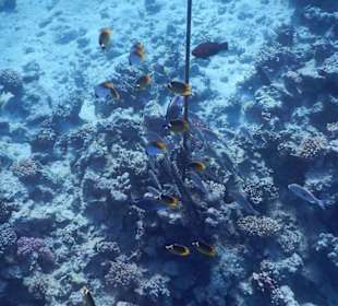 Hoteleigene Riff direkt am Strand