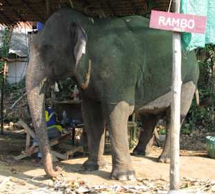 Elefanten Camp Koh Chang Thailand