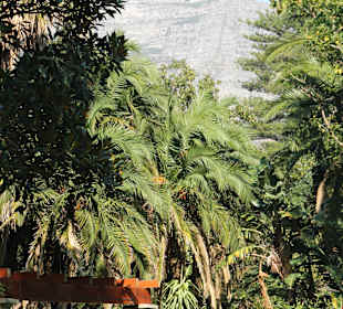 Company Gardens Kapstadt