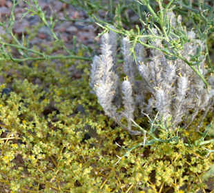 Blüten in der Wüste
