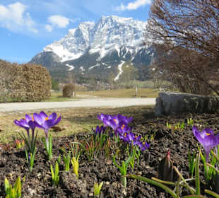 Frühling am Golfplatz