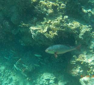 Sehr großer Kamerad