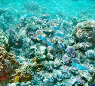 Wunderschönes Reef mit zahlreichen kleinen und großen Kugelf