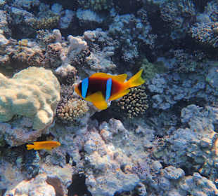 Schnorcheln Makadi Bay