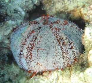 Lederseeigel / Prima Life