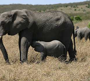 Eine Familie Elefant in der Masai Mara National Pa