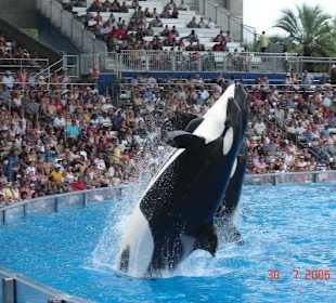 absolutes, aber auch einziges Highlight