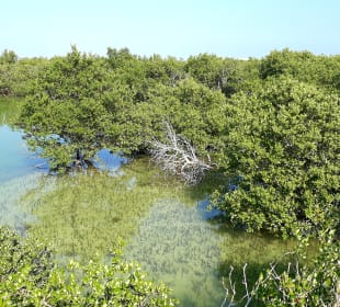 Al Thakira Mangroves