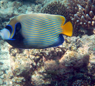 Imperator-Kaiserfisch