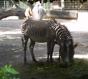 Berliner Zoo