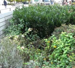 Uferpromenade Friedrichshafen