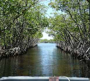 Everglades per Airboat