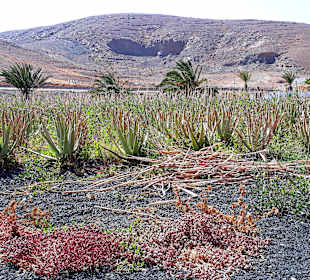 Tagesausflug Inselrundfahrt