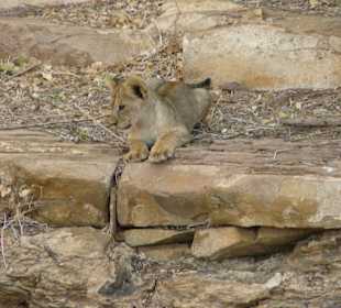 Kleiner Löwe - Tsavo East