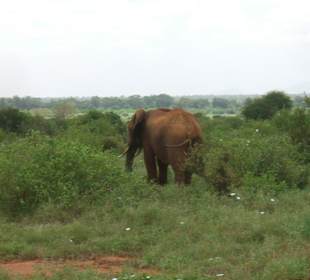 Tsavo Ost