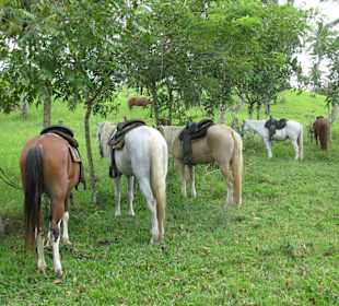 Die Pferde - es kann losgehen