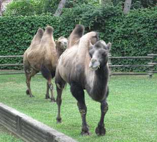 Zoo Punte Verde