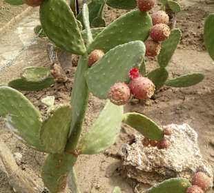 Botanischer Garten Baltschik