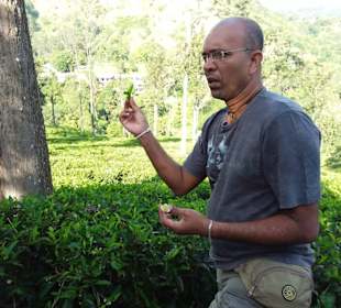 Maskeliya Teeplantage