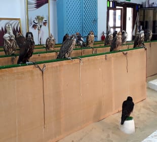 Falcon Souq