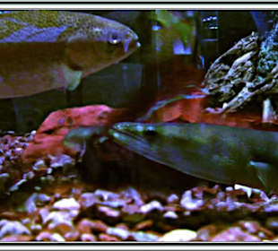 Elder-Museum Las Palmas