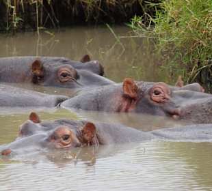 Hippos