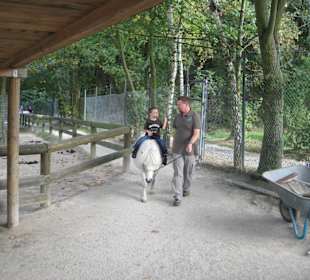 Pony Reiten