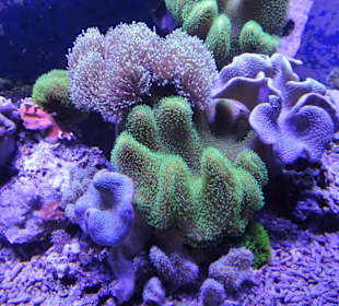 Impressionen aus dem Aquazoo Löbbecke Museum