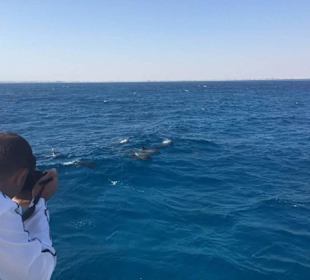 Bootsausflug zum Schnorcheln und Schwimmen Delfinen