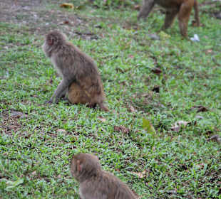 Teeplantage von Sukna