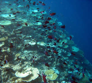 Korallenriffhang 