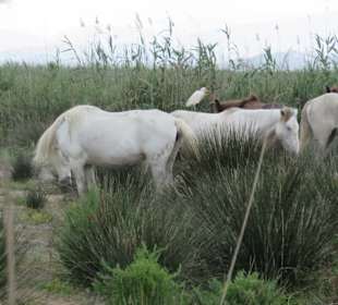 Parc natural de s’Albufera