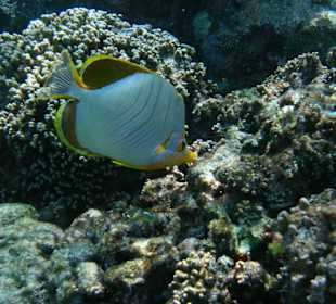 Wie in einem Aquarium