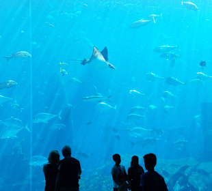 Ein Teil des Aquariums