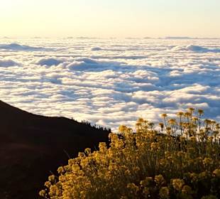 Wandern Teneriffa Kreaktiv Costa Adeje