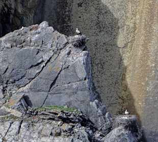 Costa Vincenti -brütende Störche am Meer