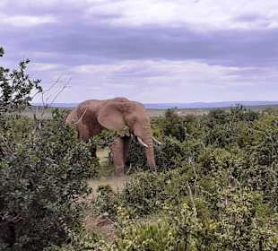 Addo Elephant Park