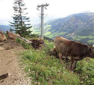 Kühe oberhalb der Iselerbahn