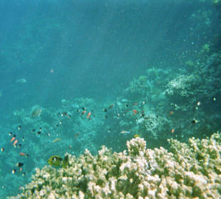 Fische im Nationalpark