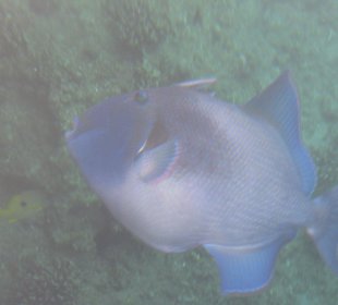 Рыба экзотик