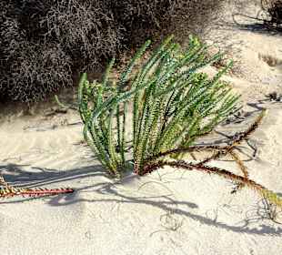 Impressionen aus der Dünenlandschaft