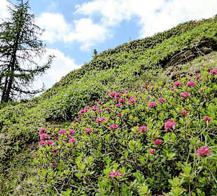 Wandern Donnersbachwald