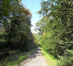 Eindrücke aus dem Neuenburger Urwald