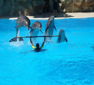 Delphin Show