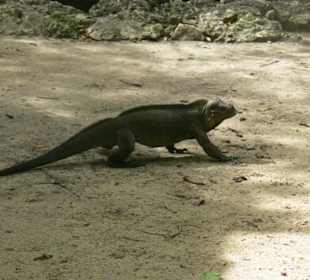 Manati park bavaro