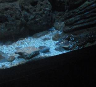 Cretaquarium Thalassocosmos